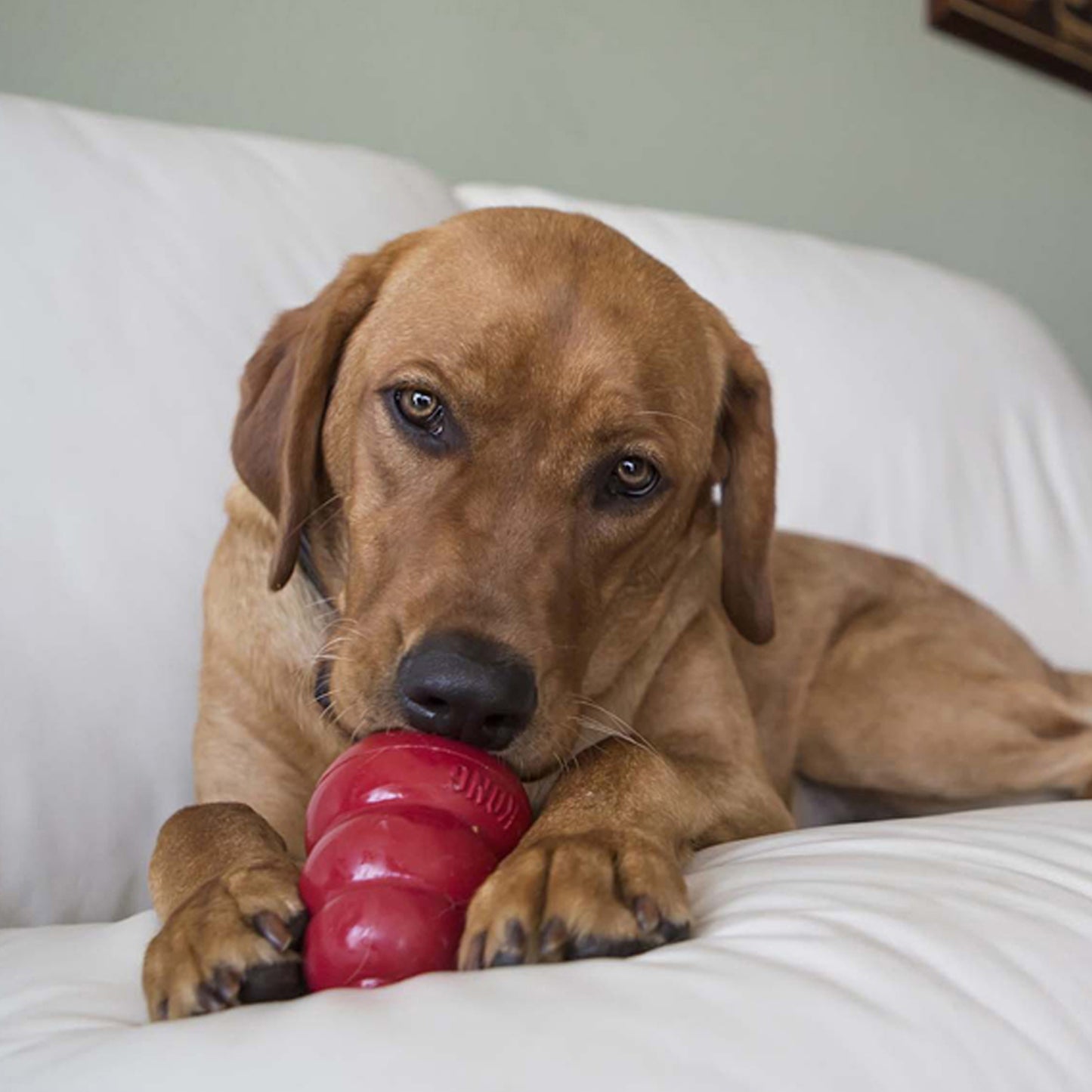 KONG Easy Treat® Birthday Cake Dog Treat