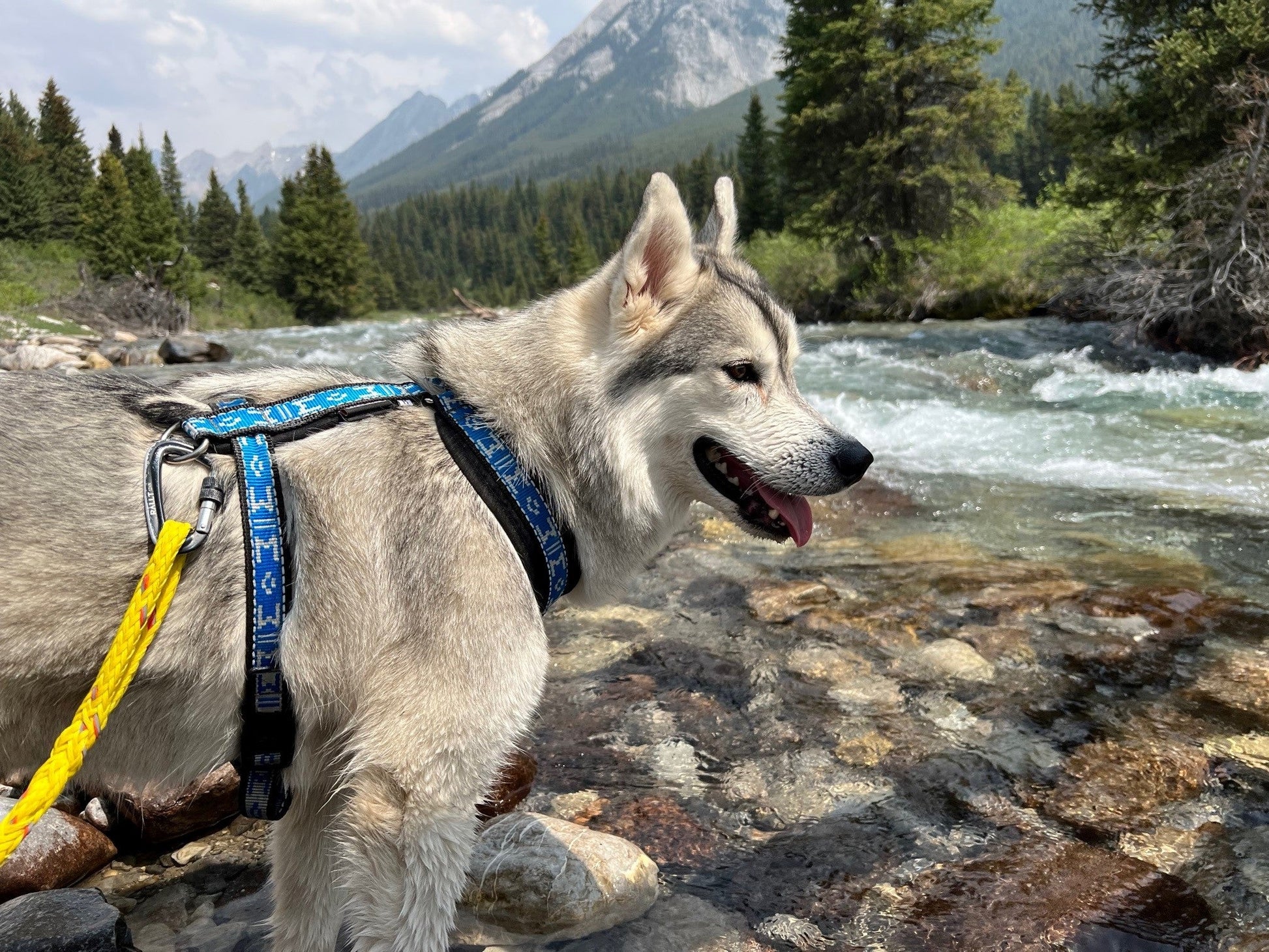 Manmat Long Distance / Hiking Harness - Balto Sports Ltd.