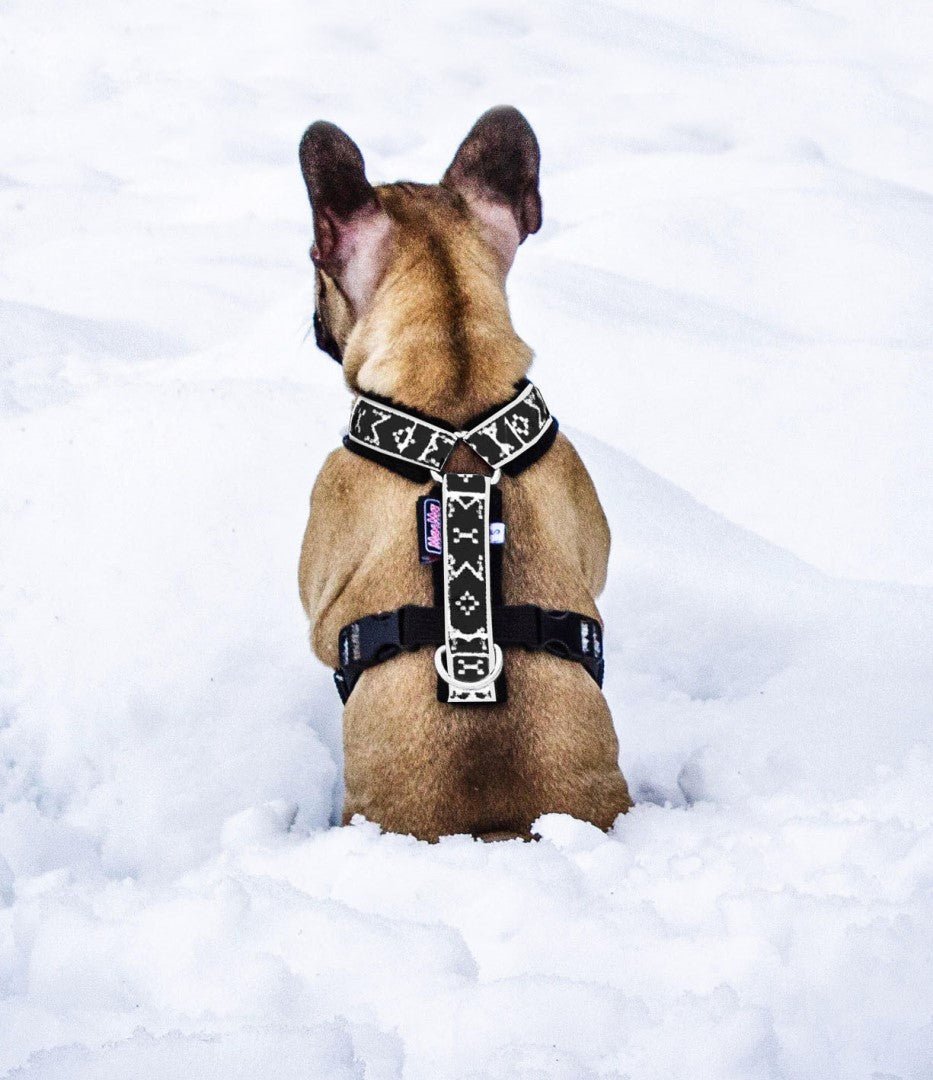 Manmat RICCO Harness for Small Breeds - Balto Sports Ltd.