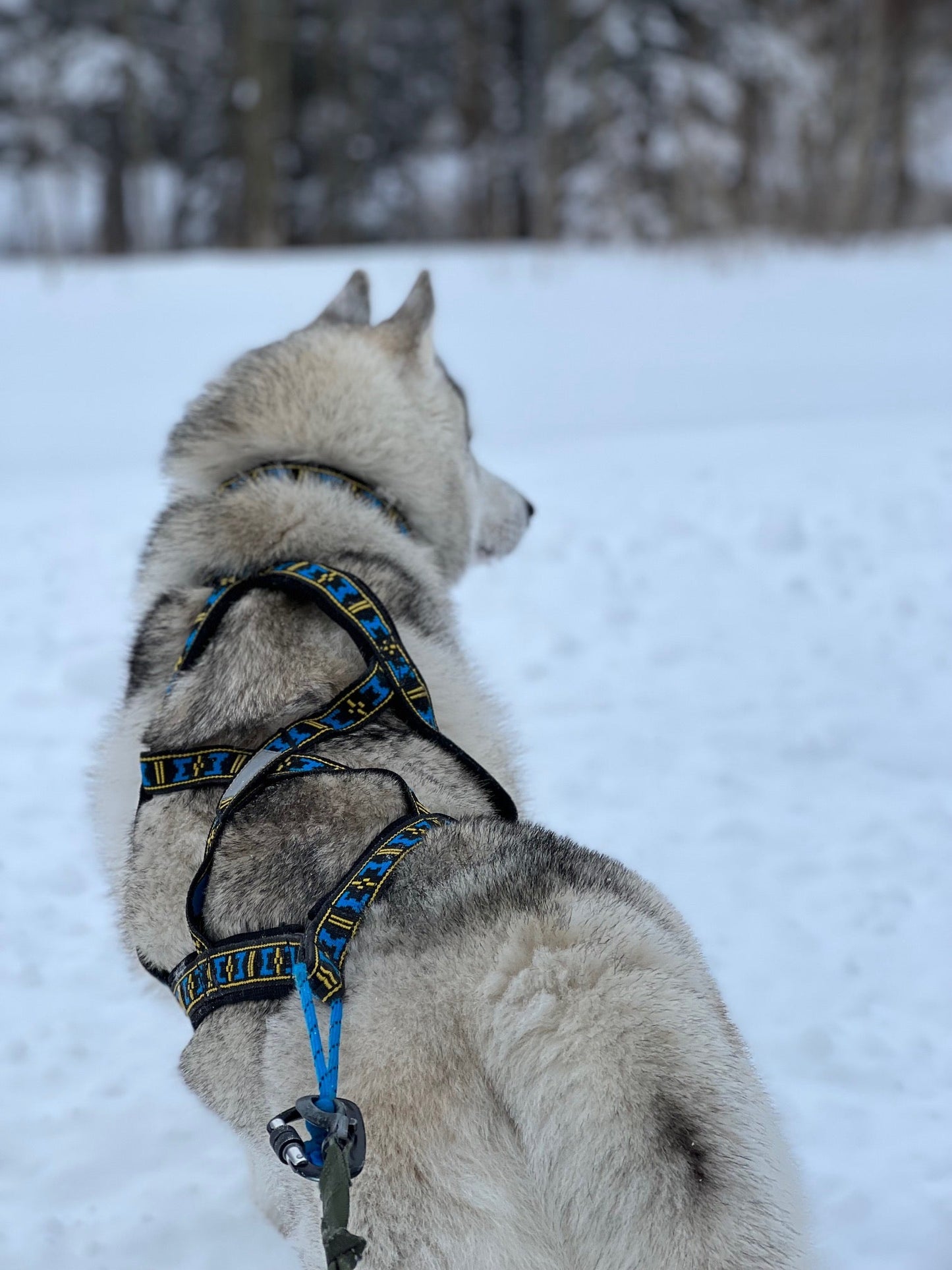 Manmat Sled/Canicross Harness - Balto Sports Ltd.