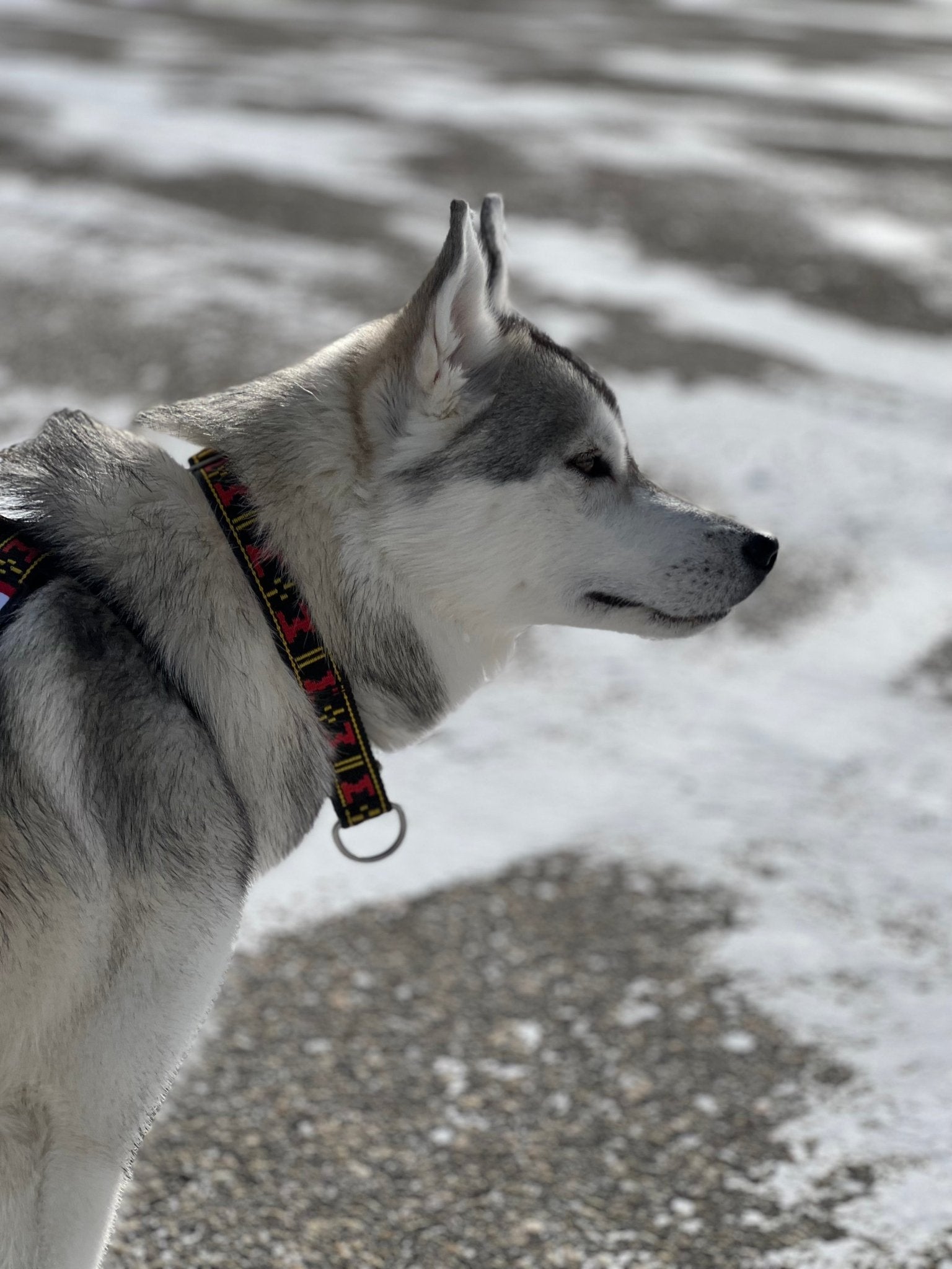 Manmat Standard Martingale Collar - Balto Sports Ltd.